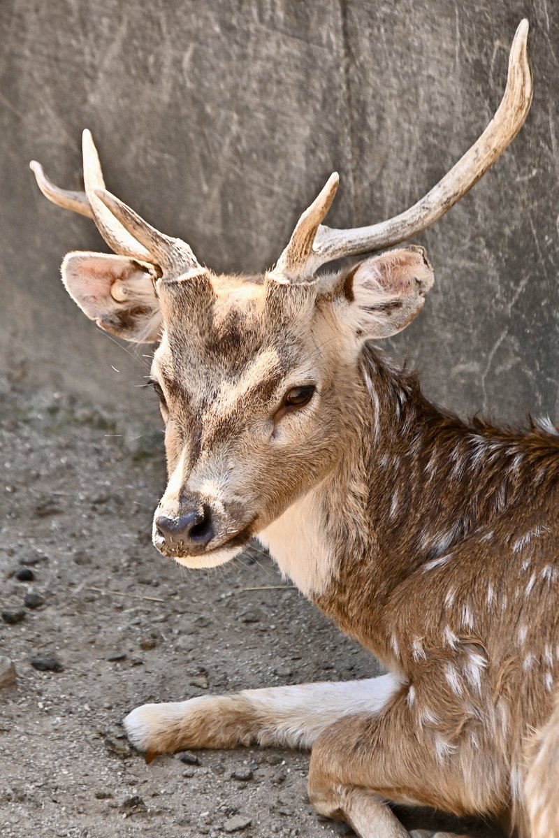 マキオの角はいつ落ちるのかなぁ🤔 1枚目→2026.02.15 2枚目→2026.02