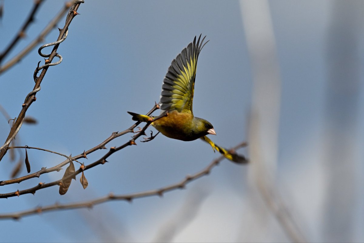 4Ai221's tweet photo. カワラヒワとツグミ
風邪強い日はだめだ
📷Nikon Z6III + Z 180-600mm f/5.6-6.3 https://t.co/OvDpz5om48