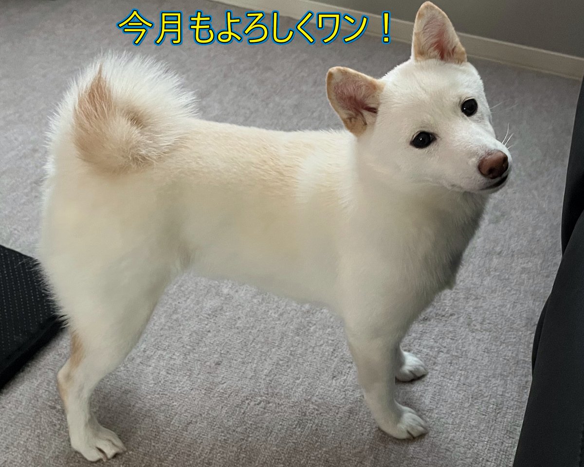 炎寿郎と白豆柴の小雪 tweet media