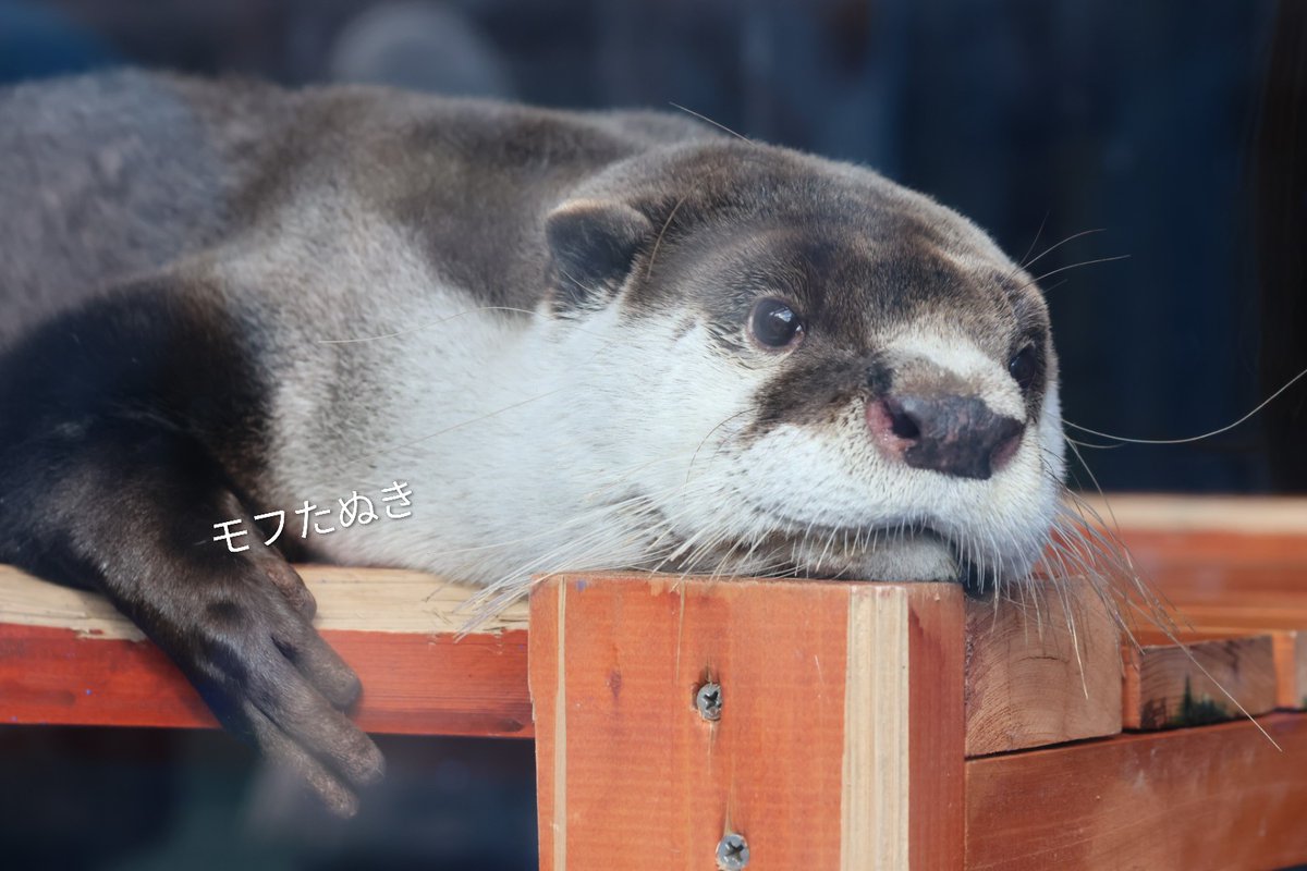 見つめる先には大好きなお姉さん #伊勢シーパラダイス #ツメナシ