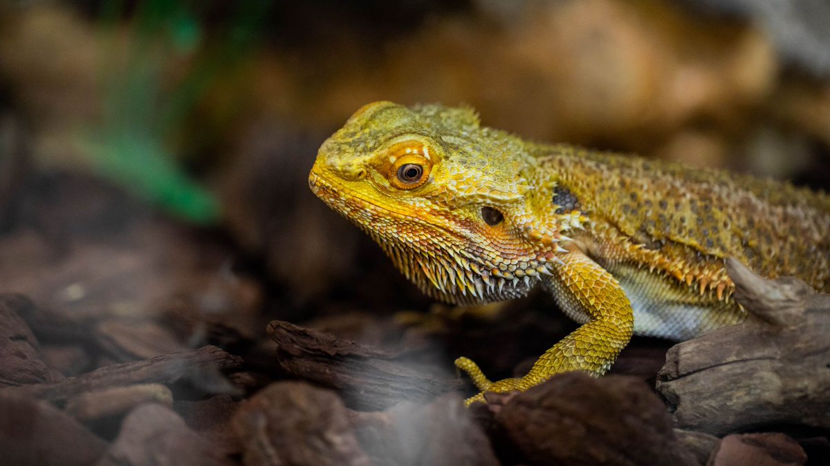 World Animal Protection tweet media