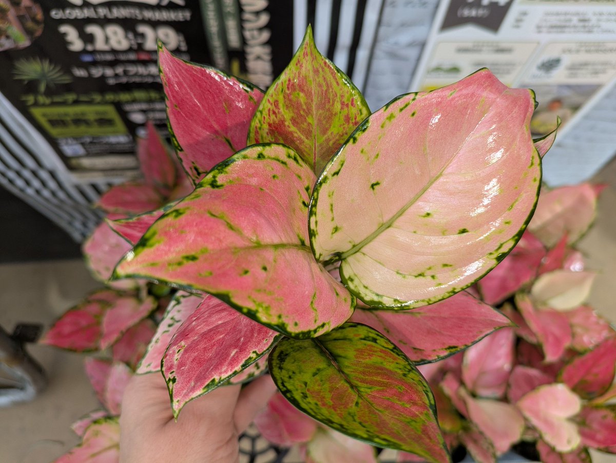 ガーデンセンター瑞穂店 】 カラーリーフがとっても鮮やかな