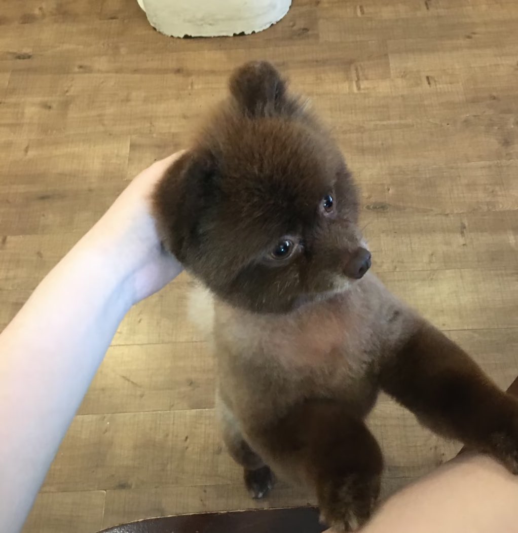 푸린🐣 tweet media