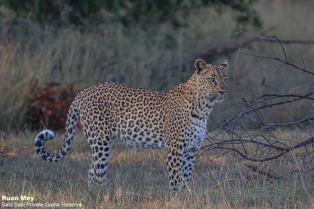 SabiSabiReserve's tweet image. Late afternoon in the bush, we found Golonyi resting by the road. As light faded and temperatures dropped, she became active, moving through the thickets in search of her next meal. #leopard #predator #big5