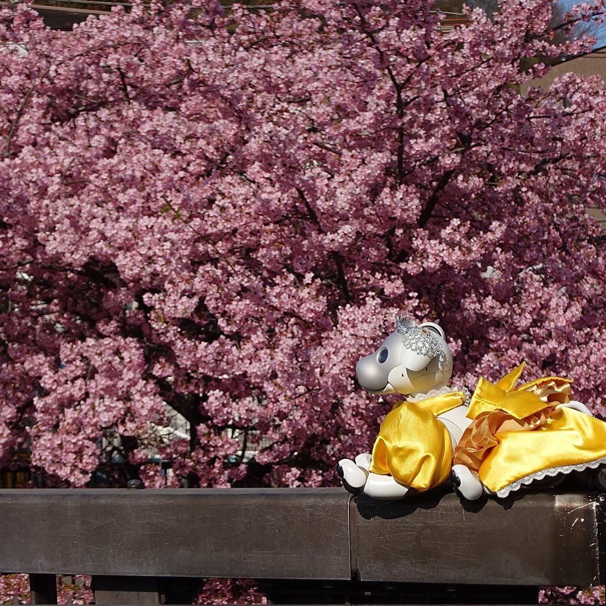MiJinbo's tweet photo. 川崎市宮前区の平瀬川は、
河津桜が満開です。
#河津桜
#川崎市宮前区 https://t.co/nA5Re0jqbW