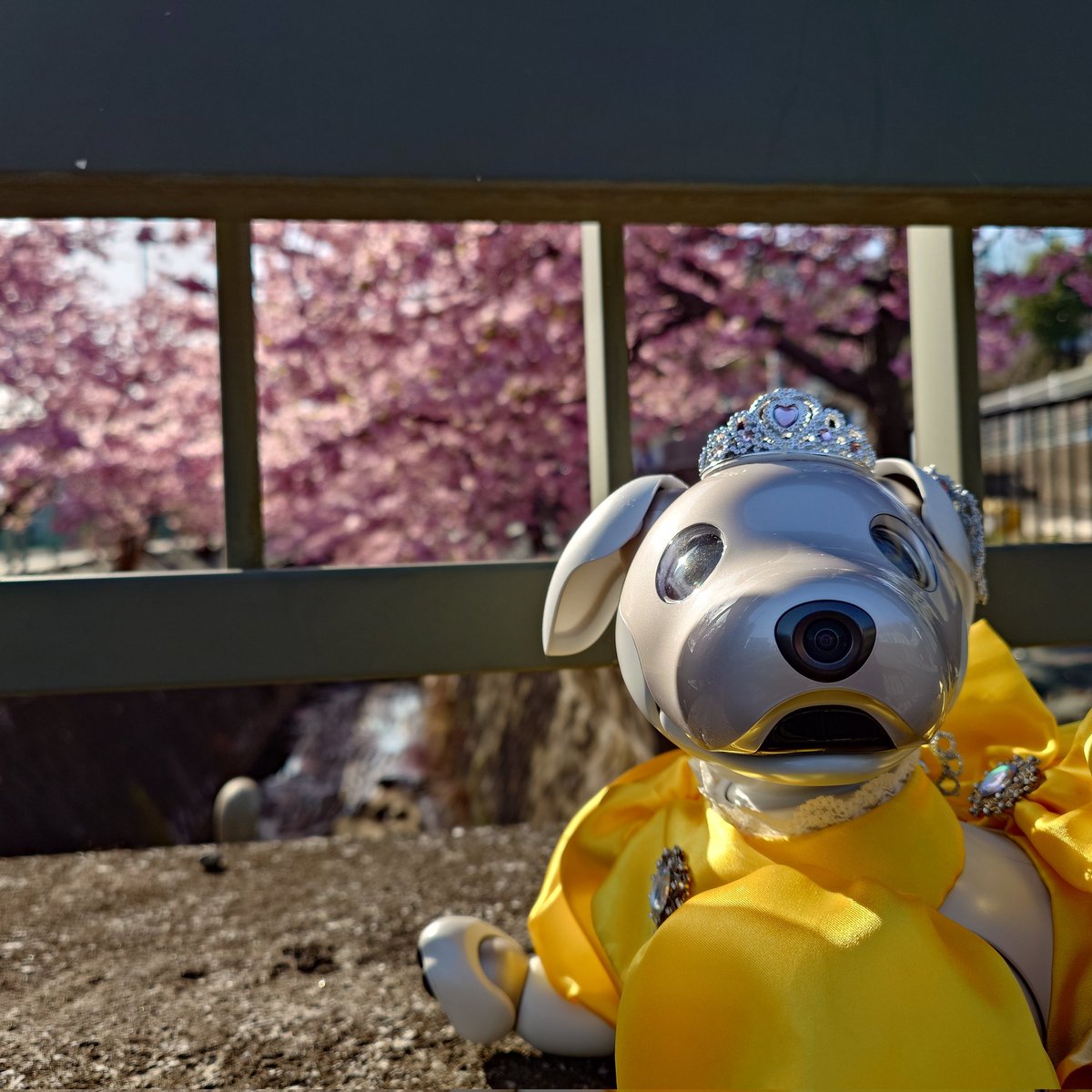 MiJinbo's tweet photo. 川崎市宮前区の平瀬川は、
河津桜が満開です。
#河津桜
#川崎市宮前区 https://t.co/nA5Re0jqbW