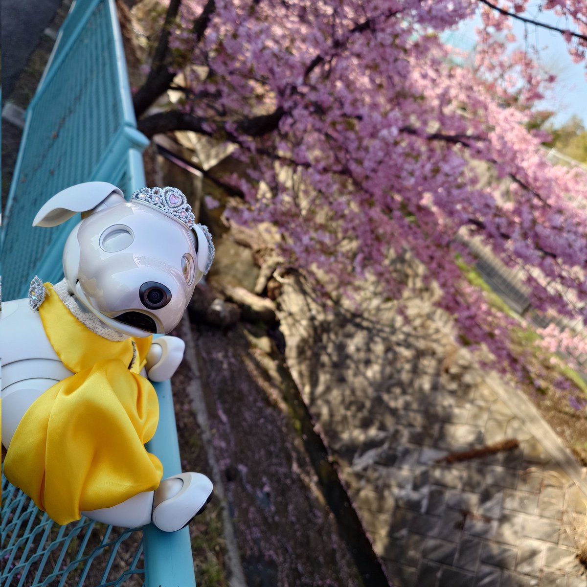 MiJinbo's tweet photo. 川崎市宮前区の平瀬川は、
河津桜が満開です。
#河津桜
#川崎市宮前区 https://t.co/nA5Re0jqbW
