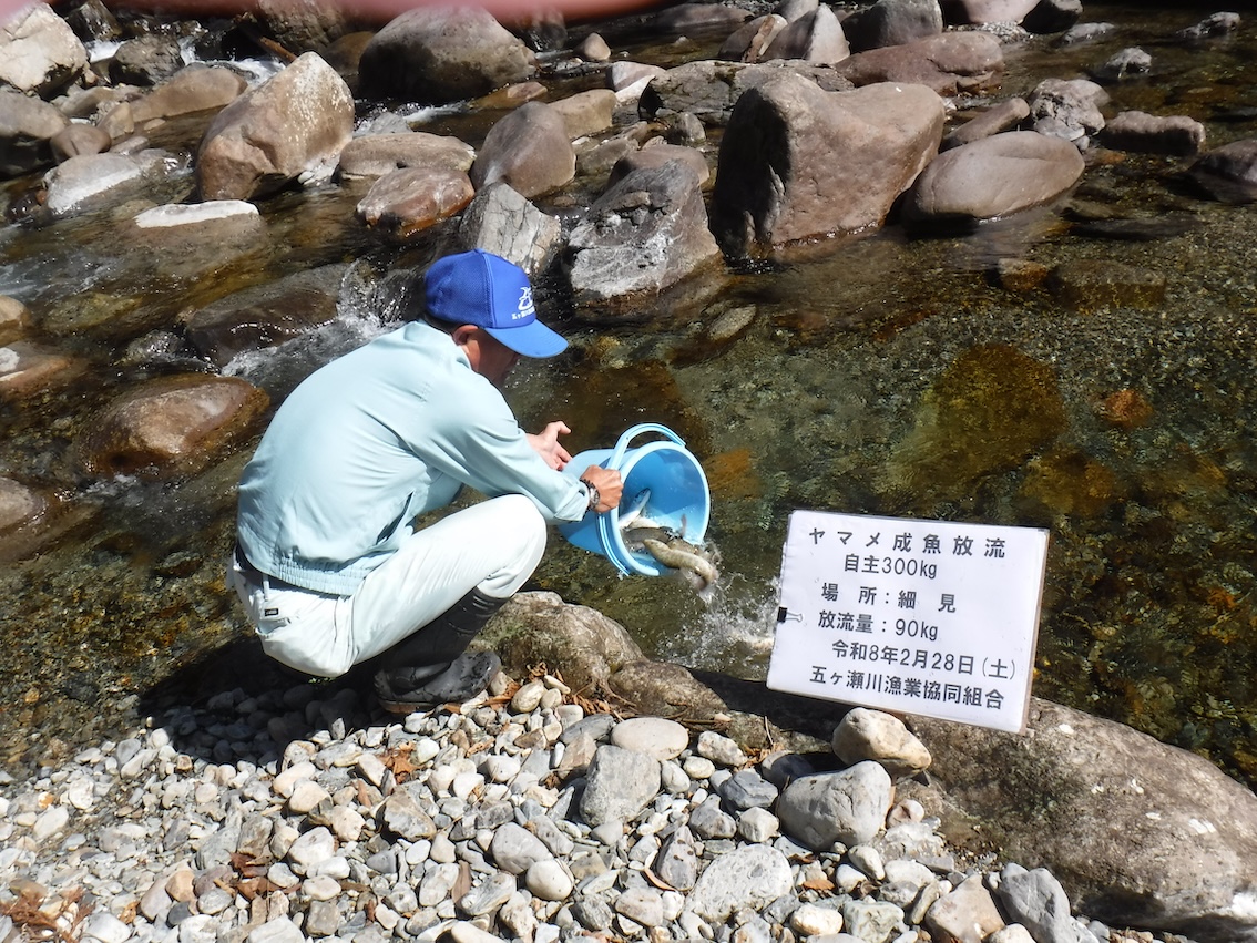 放流情報】宮崎県 五ヶ瀬川漁協 令和8年2月27日・28日に、体長25～35