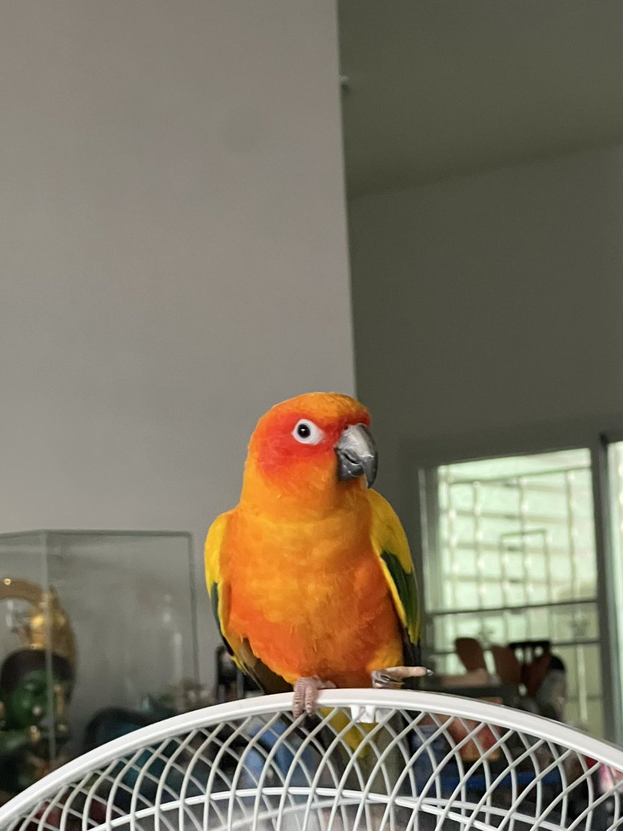 มีนกใครหลุดหรือหายแถวบางเมือง สมุทรปราการมั๊ย น้องไม่มีห่วงทั้ง 2 ขา มาวิ่งเล่นที่บ้านตั้งแต่เมื่อคืน  #นกหลุด #นกหาย