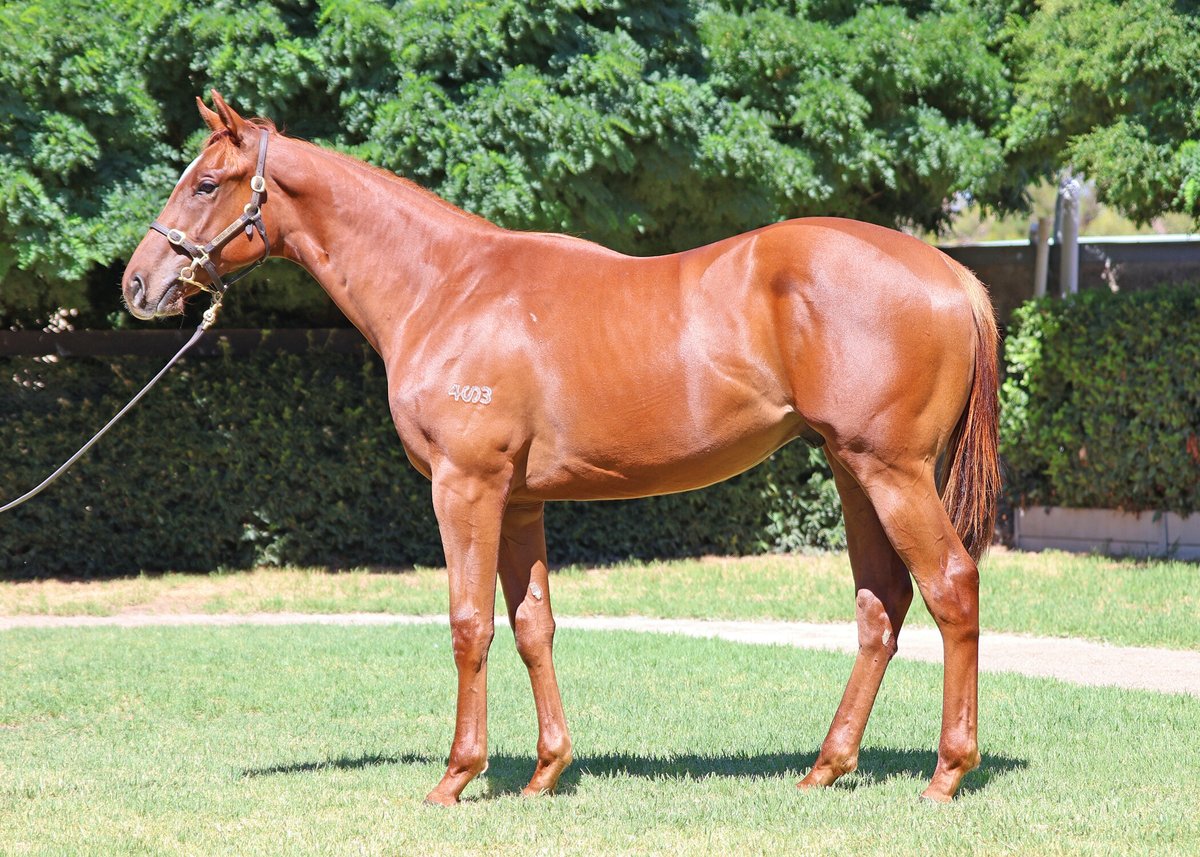 Mill Park Stud tweet media