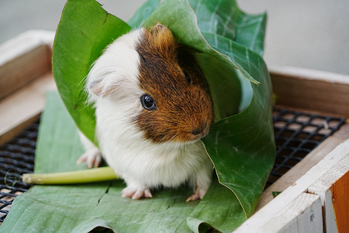 市川市動植物園(公式) tweet media