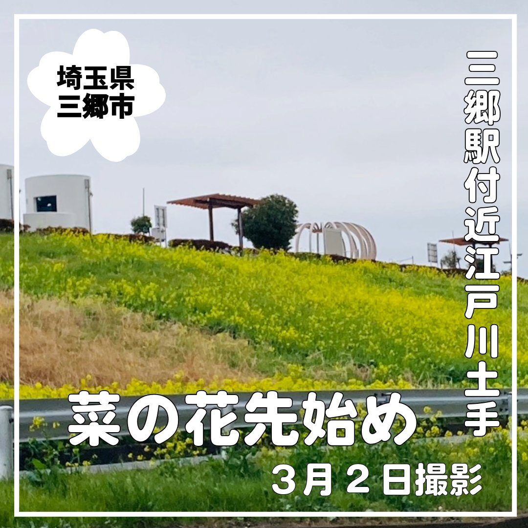武蔵野線三郷駅付近江戸川土手の菜の花の開花状況について問い合わせを