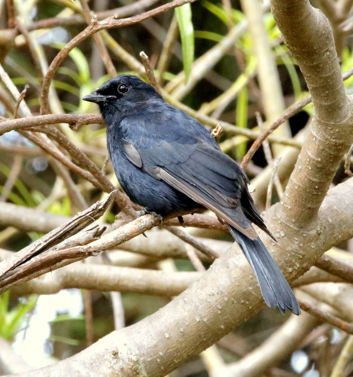 BirdmanKenyan's tweet photo. Southern Black Flycatcher, Nairobi, Kenya #BirdsSeenIn2026 https://t.co/1HTW32foHT