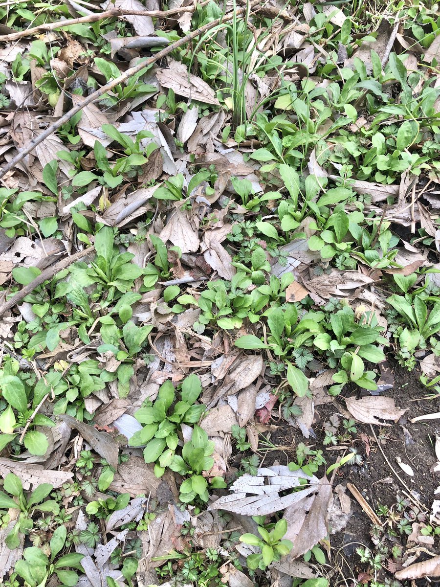 なんでもない地面に見えるけど、実は春菊みたく食べられるヨメナのパラダイス。
図鑑やネットで調べても、若葉のうちに同定するのは難しい。(というか危険)
一年通して歩き回って観察して、やっと自信持って食べられる。
植物とは時間をかけて少しずつ仲良くなっていく🤝
