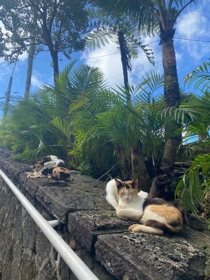 ray_heatty's tweet photo. cat distribution system https://t.co/XxcRlqmAqp
