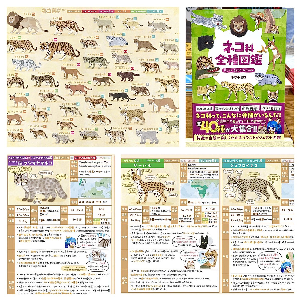 世界中で暮らすネコ科の動物たち全40種が大集合!! 人気