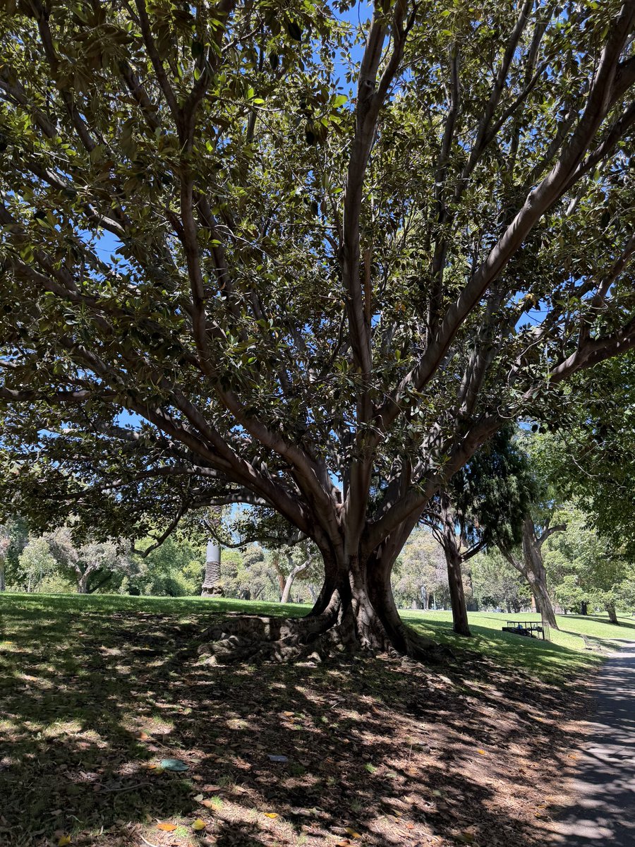 🌳เดินในเมลเบิร์นในวันที่อุณหภูมิ 30 กว่าๆ แต่รู้สึกว่าเดินได้เรื่อยๆ อาจเพราะมีต้นไม้ใหญ่ที่ให้ร่มเงาด้วยมั้ง เลยเดินสบายหน่อย

🥹