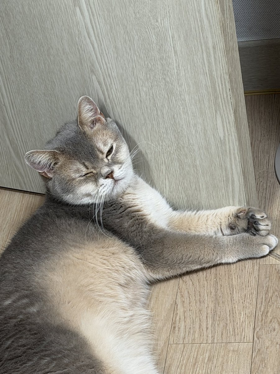 parkmatbam's tweet photo. 마빰이는 잘 있어요! 인간 마빰이두 같이 🫂😽💗 https://t.co/nDwXAJPTau