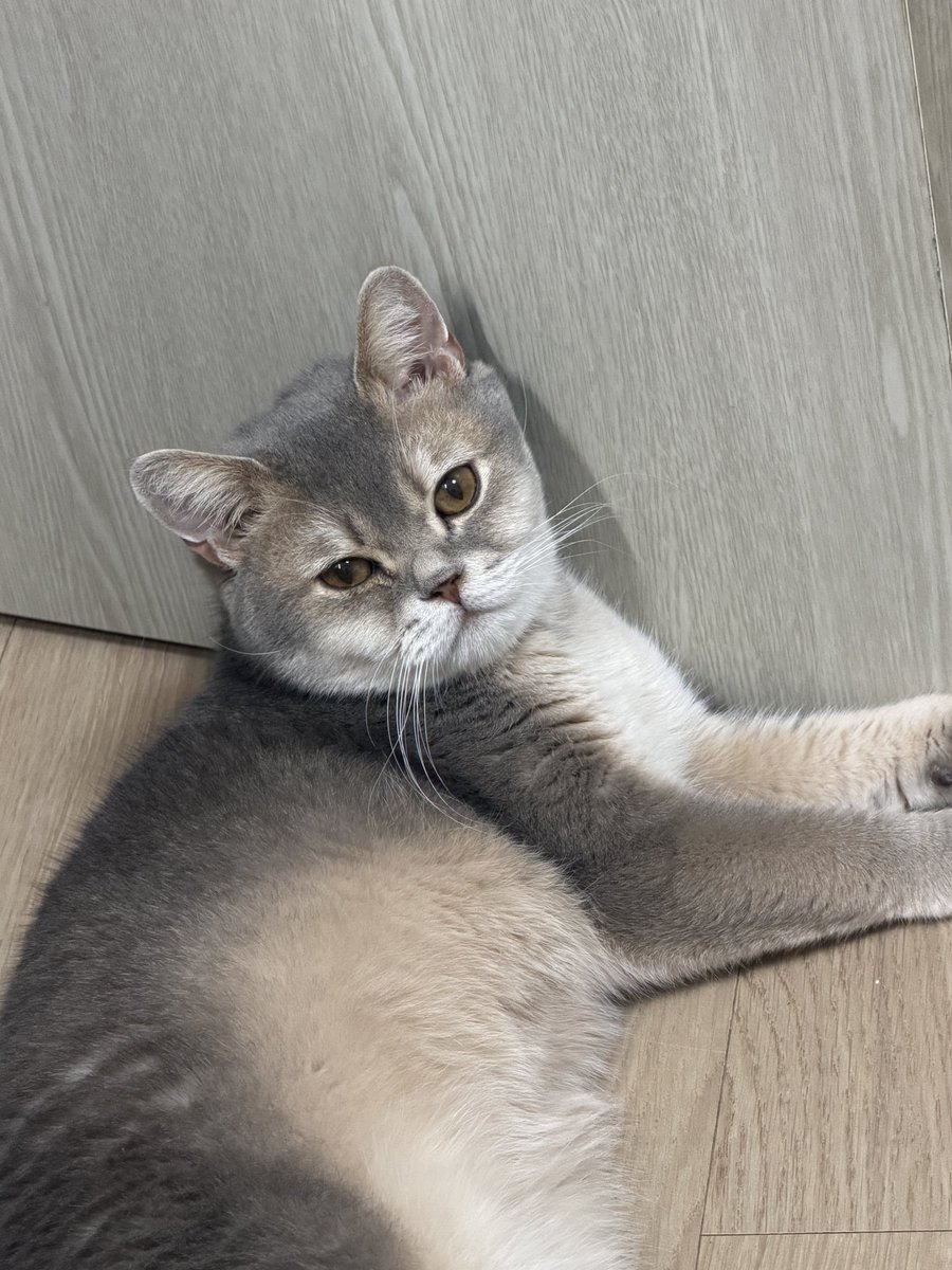 parkmatbam's tweet photo. 마빰이는 잘 있어요! 인간 마빰이두 같이 🫂😽💗 https://t.co/nDwXAJPTau