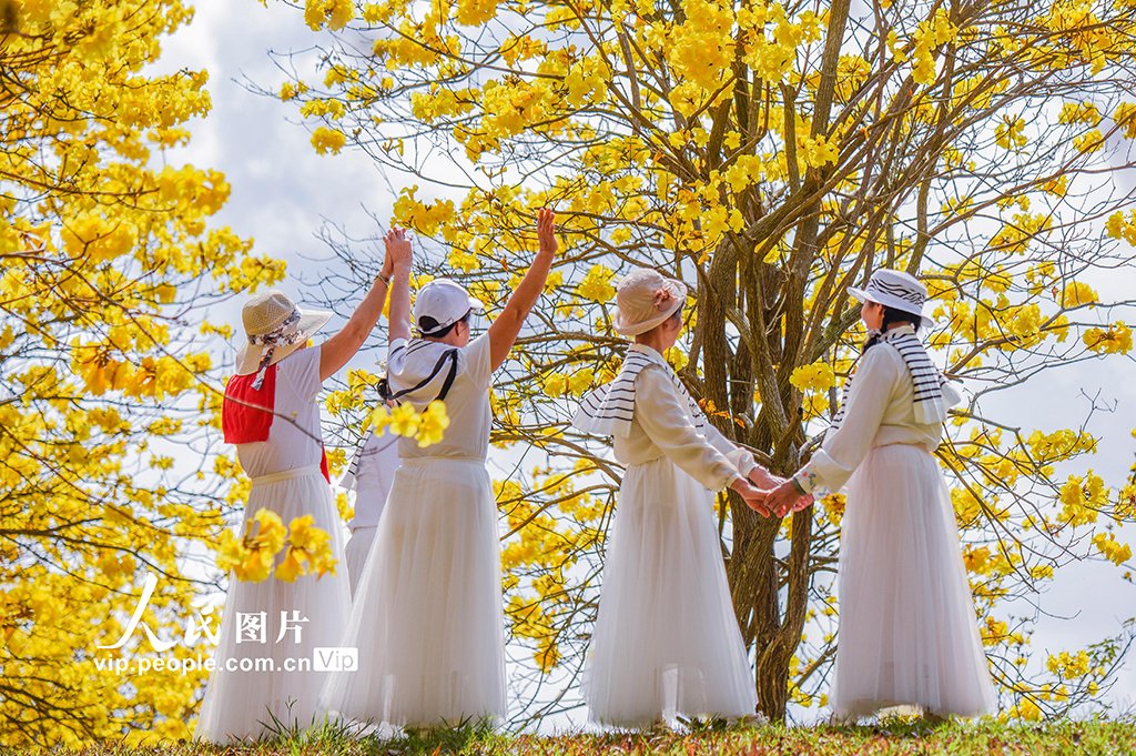 【廣西南寧：黃花風鈴木盛開】3月1日，廣西南寧青秀山風景區黃花風鈴木盛開，吸引人們前來休閒賞花、拍照打卡。