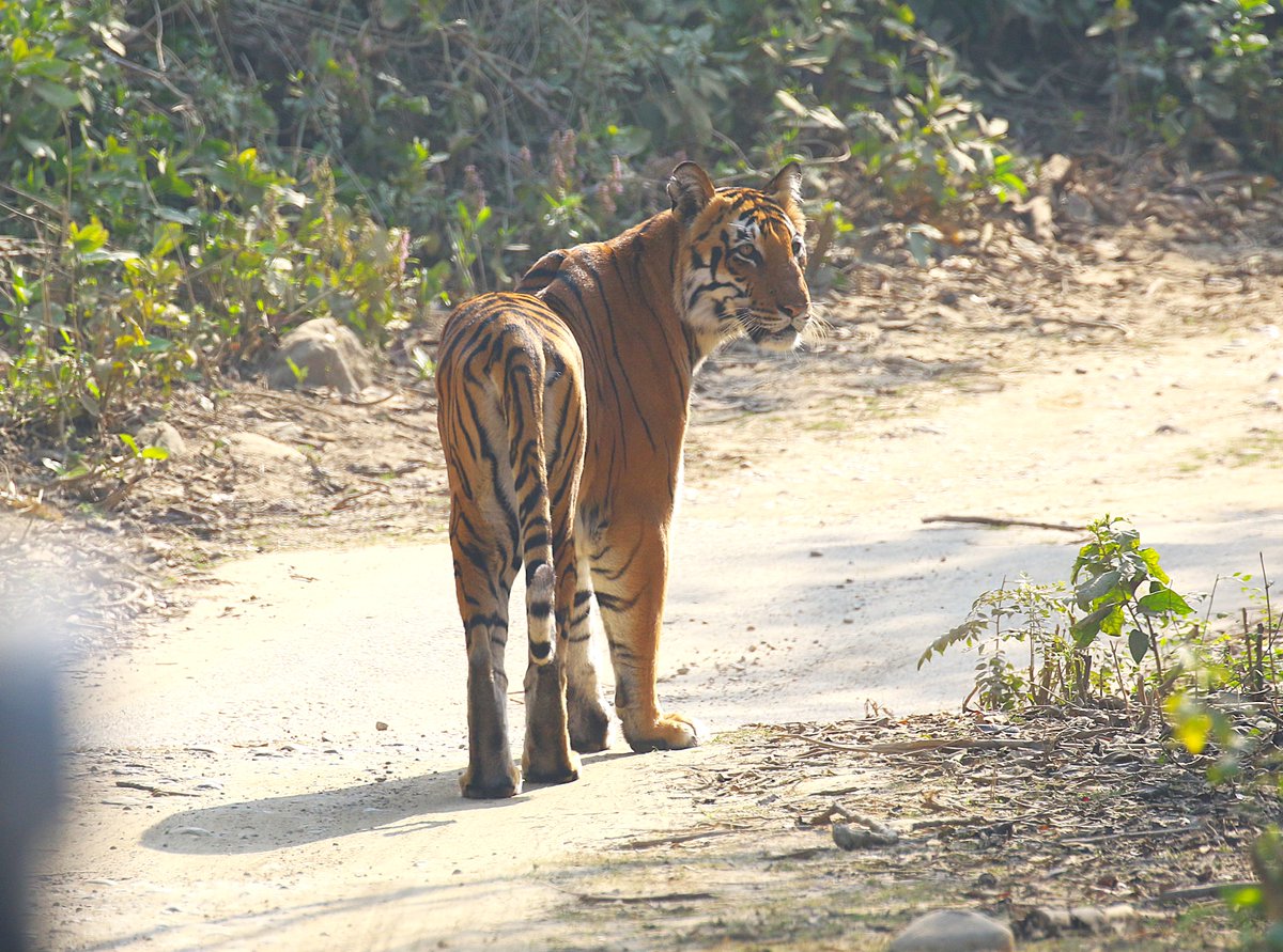 sean clancy tweet media