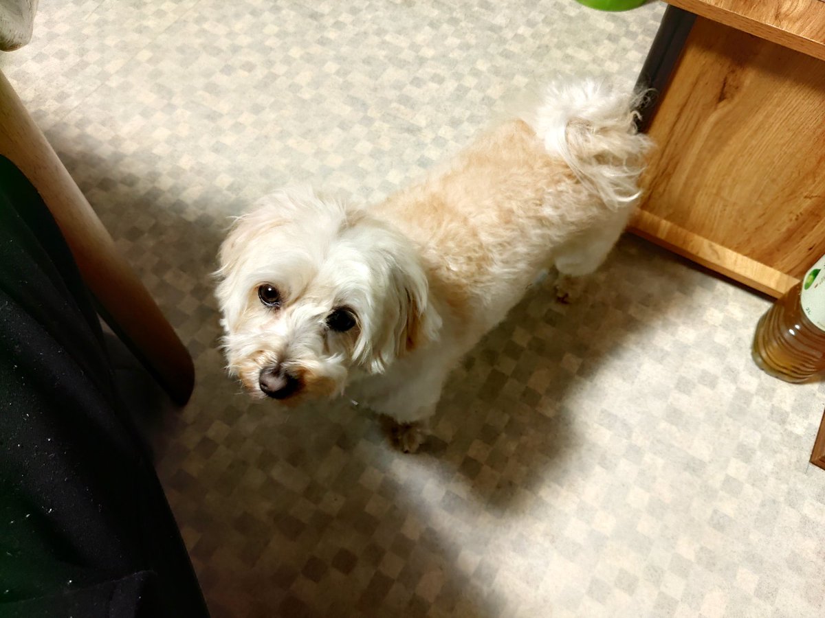 SanKawaguchi's tweet photo. 昨日は陸のシャンプーと久しぶりにチーズケーキを作りました。
愛犬はモコモコ可愛いくなりましたが今週トリミングで痩せてしまいます😆
試作したチーズケーキは同僚に配り予想以上に好評。試作で何を入れたのか教えると驚かれました😁
良き一週間になります様に～☺️
#愛犬
#マルプー
#ケーキ
#隠し味 https://t.co/F3a1pdIDDM