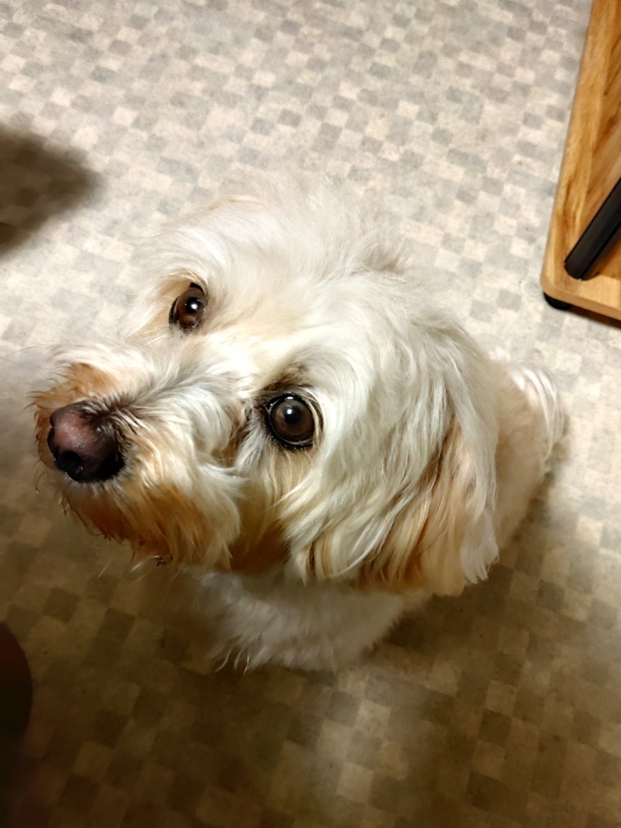 SanKawaguchi's tweet photo. 昨日は陸のシャンプーと久しぶりにチーズケーキを作りました。
愛犬はモコモコ可愛いくなりましたが今週トリミングで痩せてしまいます😆
試作したチーズケーキは同僚に配り予想以上に好評。試作で何を入れたのか教えると驚かれました😁
良き一週間になります様に～☺️
#愛犬
#マルプー
#ケーキ
#隠し味 https://t.co/F3a1pdIDDM