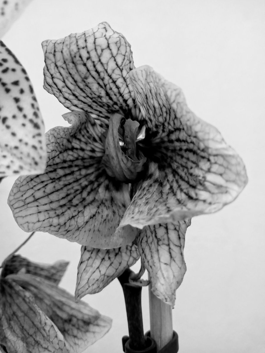a_issigonis's tweet photo. #photo #photoaday #streetphotography #flowers #sunday #orch https://t.co/V1pBV2JFZr