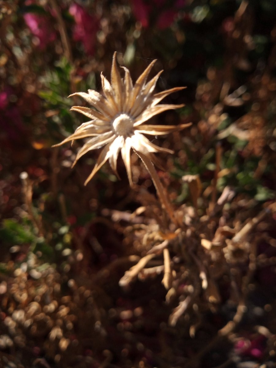 a_issigonis's tweet photo. #photo #photoaday #streetphotography #flowers #sunday #orch https://t.co/V1pBV2JFZr