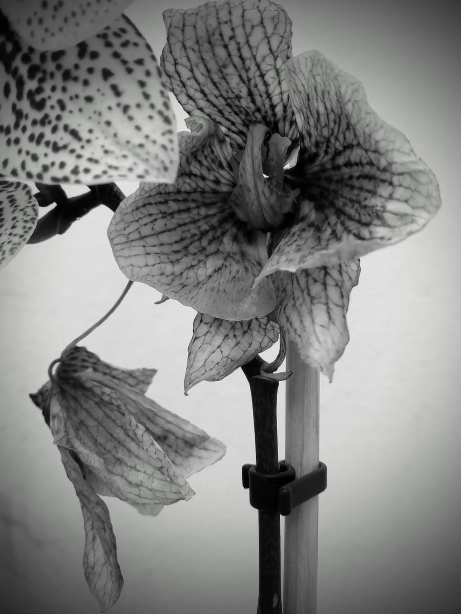 a_issigonis's tweet photo. #photo #photoaday #streetphotography #flowers #sunday #orch https://t.co/V1pBV2JFZr