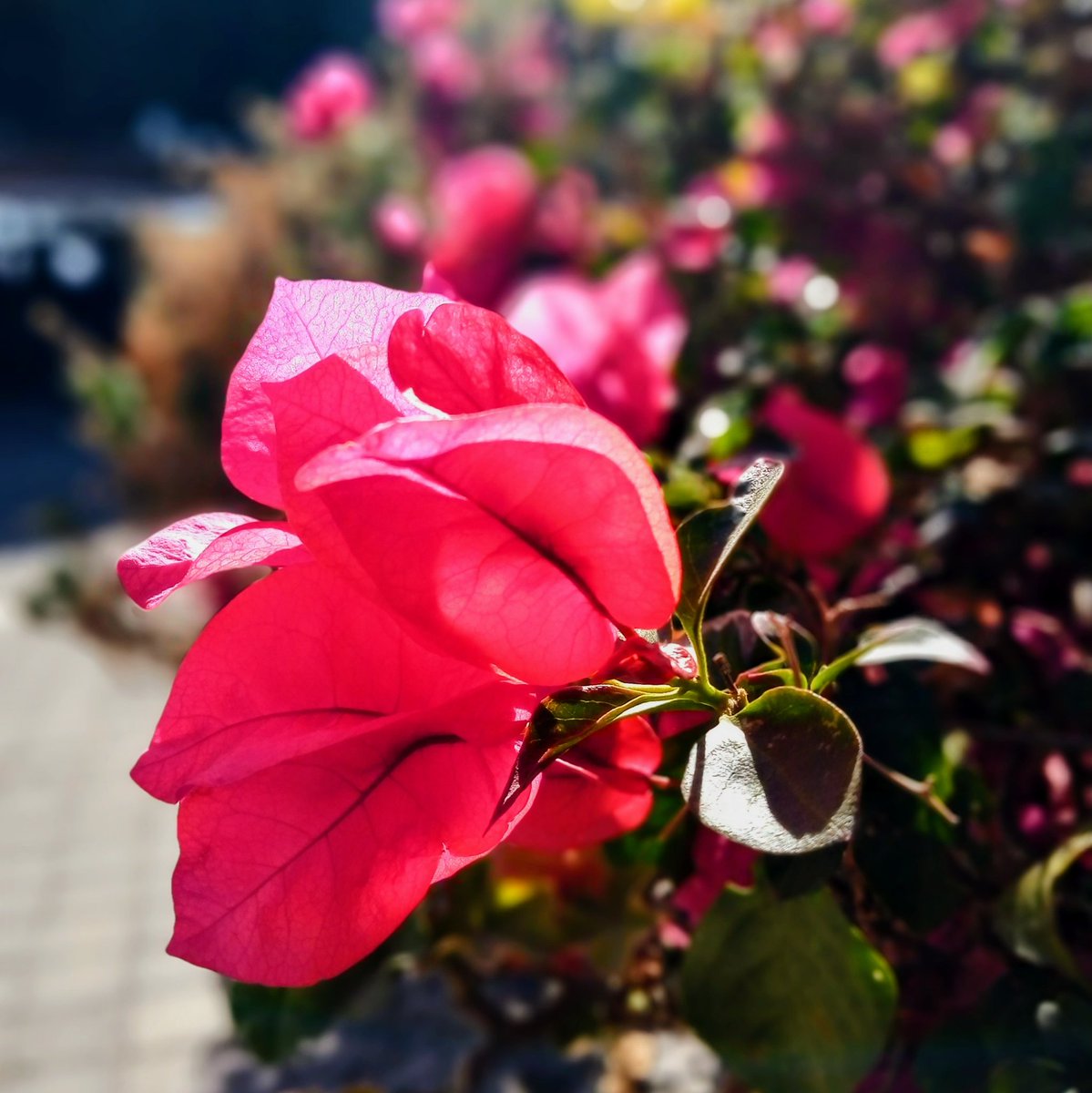 a_issigonis's tweet photo. #photo #photoaday #streetphotography #flowers #sunday #orch https://t.co/V1pBV2JFZr