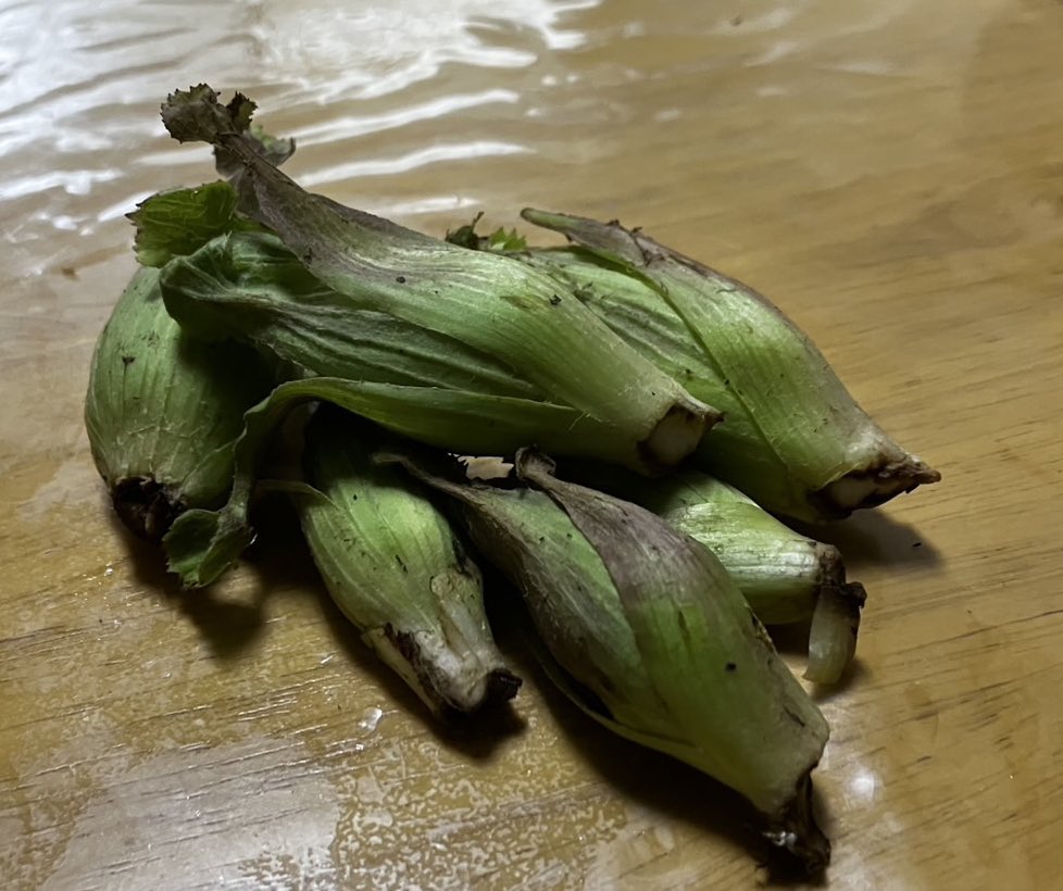 ばあちゃんがふきのとう食べたいと言うのでとってきました。