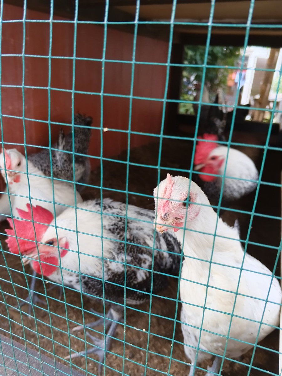 imsosadude's tweet photo. Kalo kata emak w ni ayam bibirnya sumbing 😭 https://t.co/8X9rinXnU7