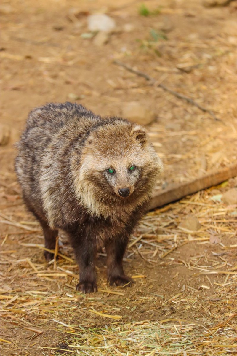 ぽんもち tweet media