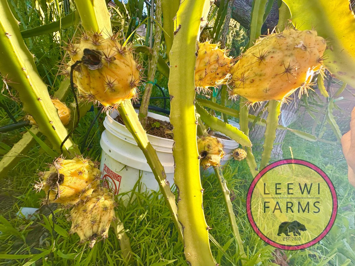 leewifarms's tweet photo. Welcome to March, harvest is on! Picking CFA Supersweet Gold 🇦🇺 dragon fruit today. With the right varieties, you can harvest year-round. Some fruits are reserved for cross-pollination, the seeds will become the next generation. https://t.co/vrSc91nq5f
