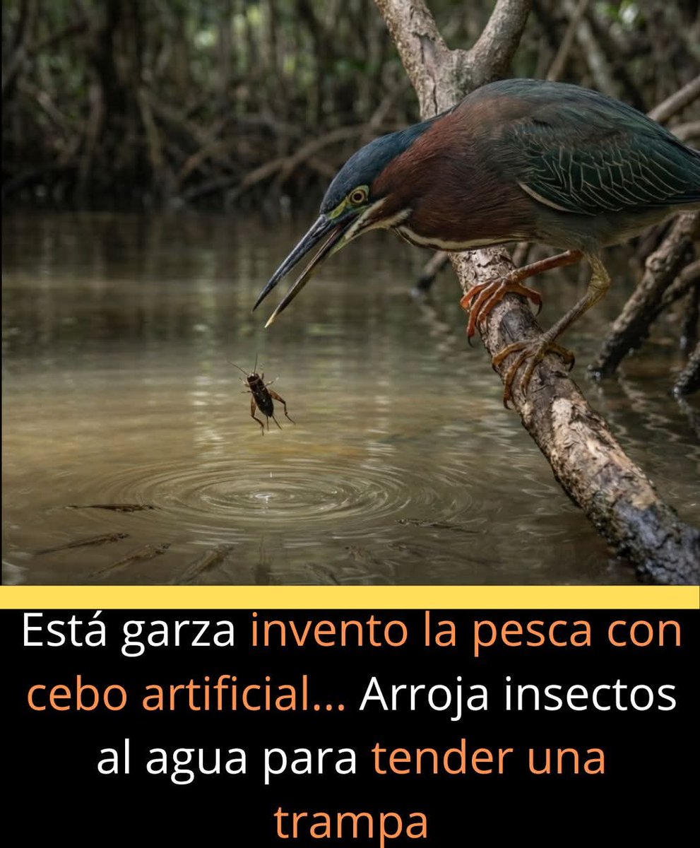La garcita verdosa es una de las pocas aves que utiliza herramientas para cazar. Este pequeño y astuto ejemplar lanza insectos, ramitas o incluso trozos de pan al agua como cebo para atraer peces. Cuando se acercan, permanece inmóvil y, en un rápido movimiento, atrapa a su presa.