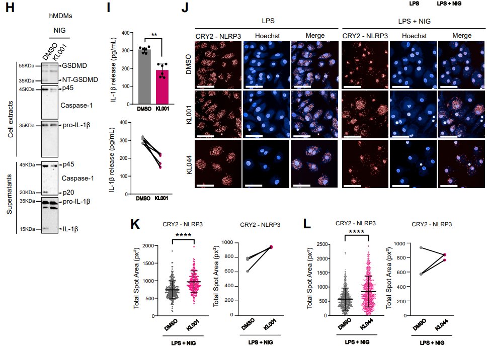 LabWaggoner's tweet photo. @biorxivpreprint CRY-NLRP3 complexes are a circadian checkpoint that modulates inflammasome activity and drug response, revealing time of day as a critical dimension of NLRP3-driven inflammation
https://t.co/qvKIh365jK @AnneLaureHuber1 @Inserm 🇫🇷 https://t.co/LfSrXpGrXg