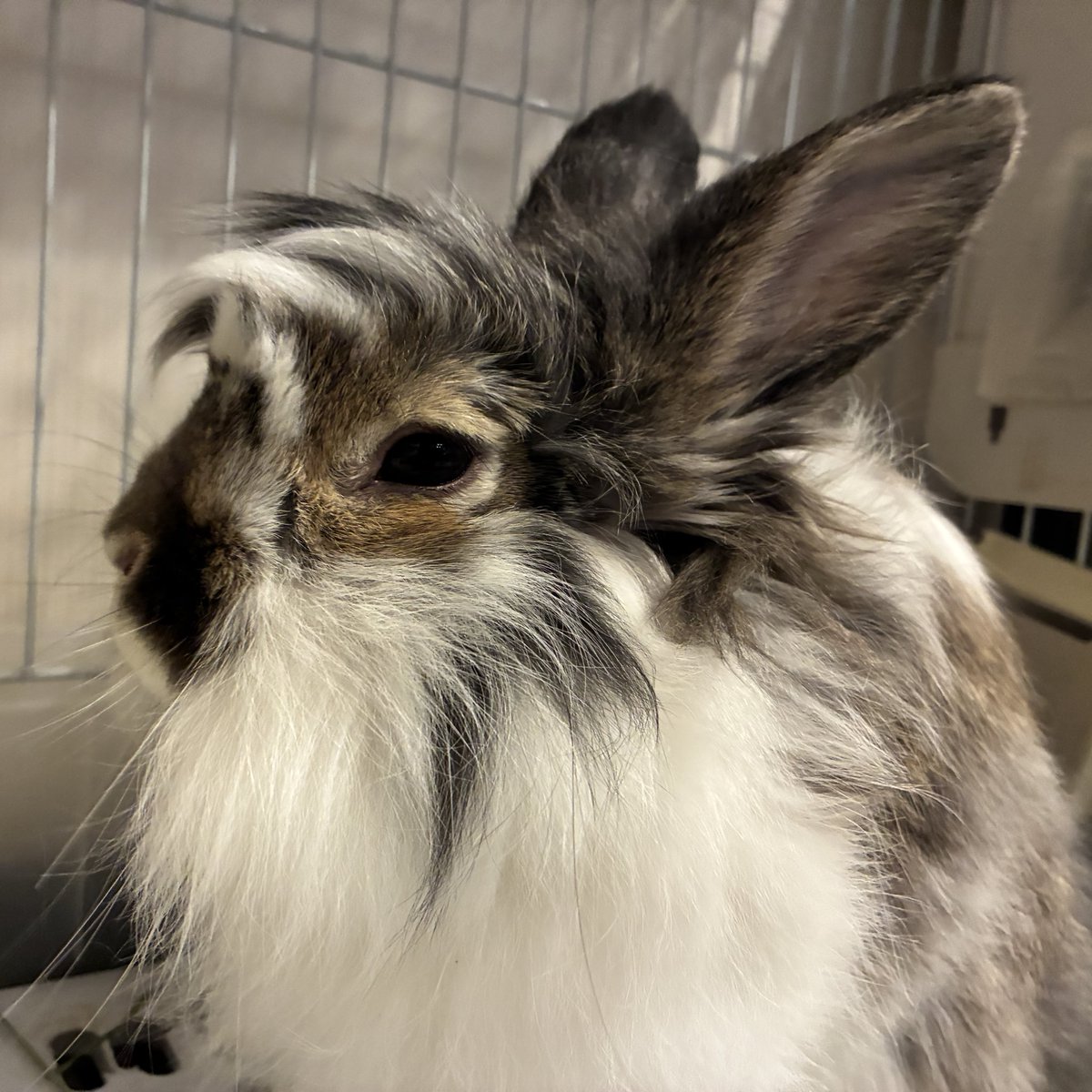 Post by ウサギノシモベ on X: イケウサ🐰