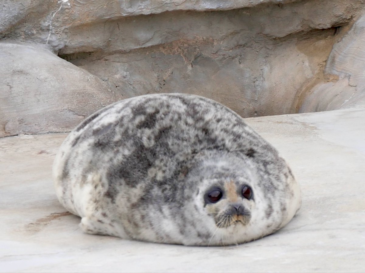 餅
#アルー　#ワモンアザラシ
#鴨川シーワールド