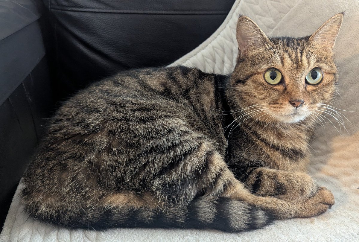 PEKO (@ab_peko) / Posts / X