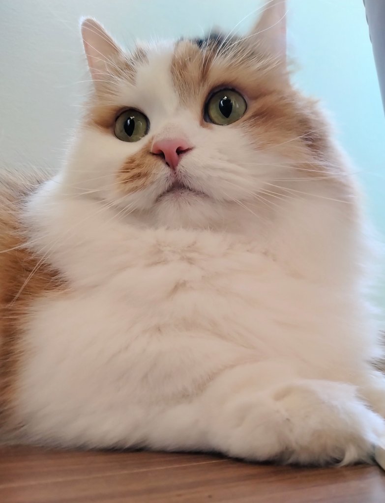 モフモフ(*´ω｀*)