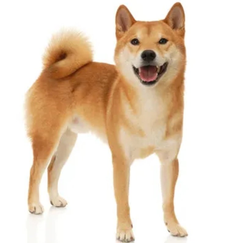 3heggy | 🔥Shibarium🔥 tweet media