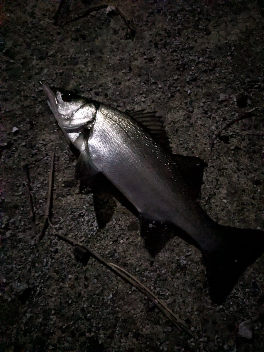 hmrs0502's tweet photo. 釣り始めて4時間経過。やっとの思いの初バイトは掛けた瞬間にエラ洗い、、、後半に続く https://t.co/wzc6CgttMK