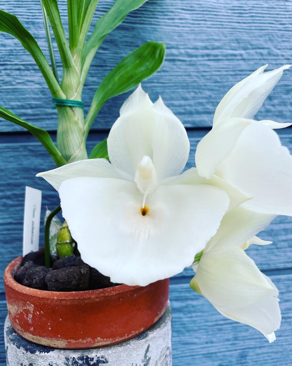 北条早雲@タケノコ蘭沼 (@chakky12031020) / Posts / X