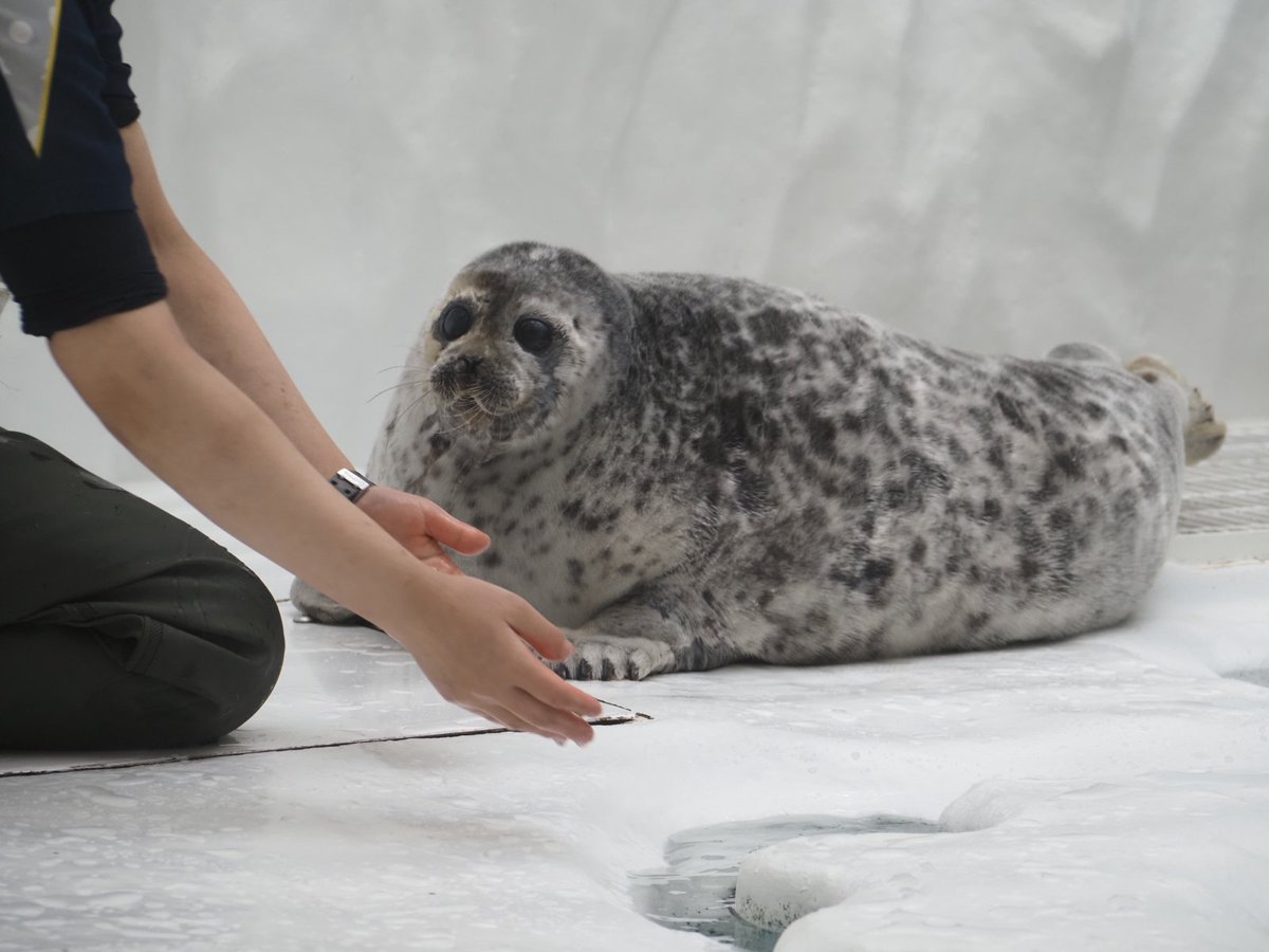 domehimeno's tweet photo. 朝イチのふかふかもふもふなユキちゃん
ヨダレ出てるし朝食後かな？
#海遊館　#ワモンアザラシ https://t.co/6pohRv4f98