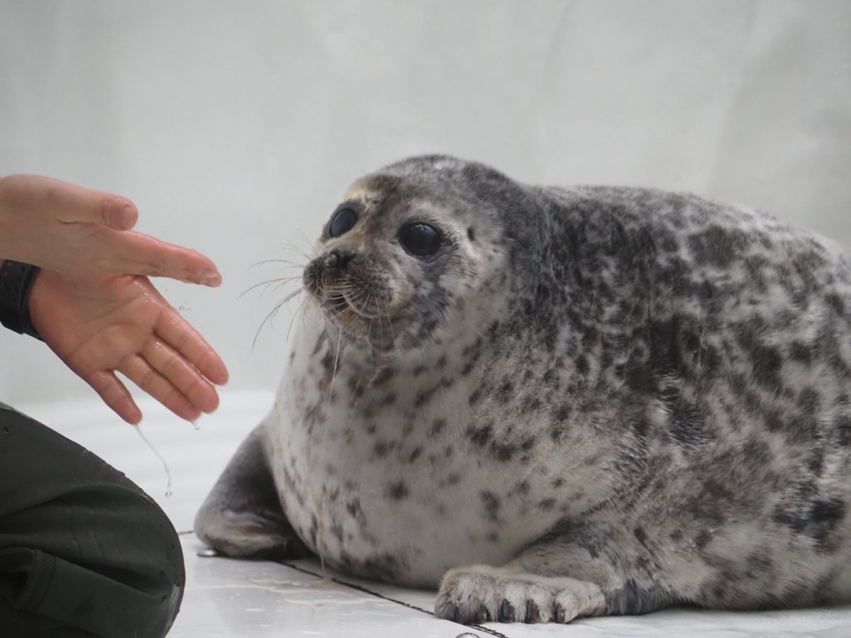 domehimeno's tweet photo. 朝イチのふかふかもふもふなユキちゃん
ヨダレ出てるし朝食後かな？
#海遊館　#ワモンアザラシ https://t.co/6pohRv4f98
