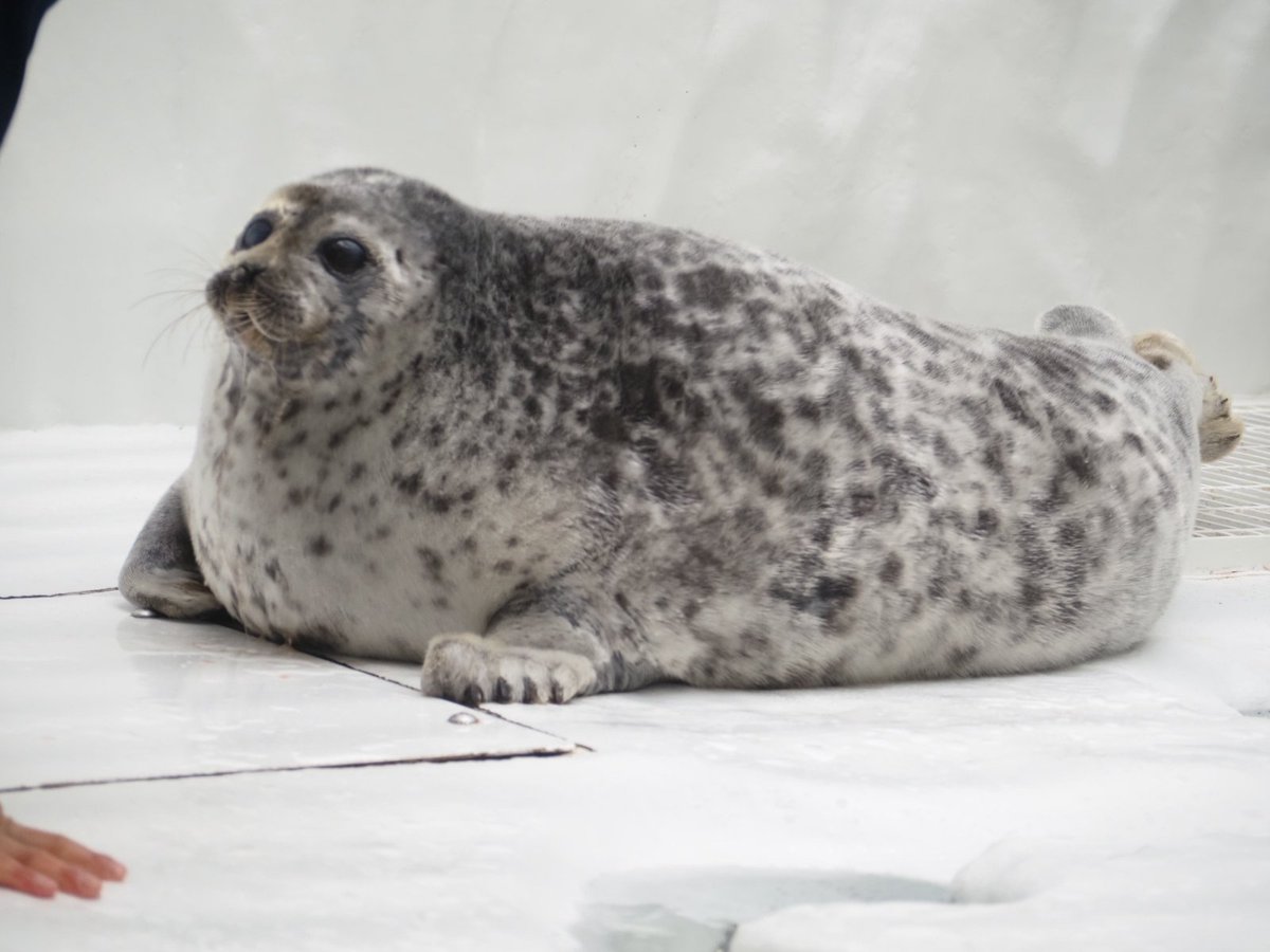 domehimeno's tweet photo. 朝イチのふかふかもふもふなユキちゃん
ヨダレ出てるし朝食後かな？
#海遊館　#ワモンアザラシ https://t.co/6pohRv4f98