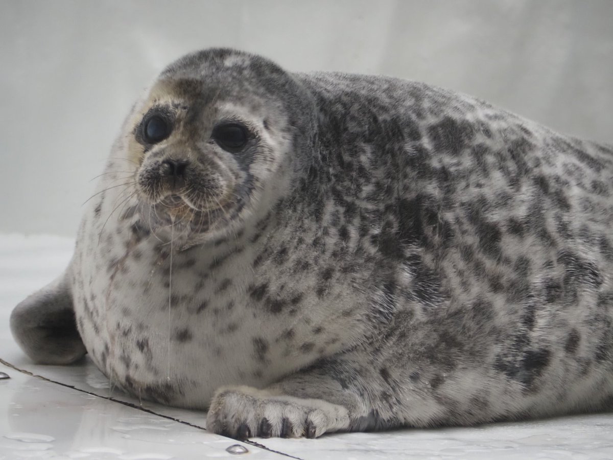 朝イチのふかふかもふもふなユキちゃん
ヨダレ出てるし朝食後かな？
#海遊館　#ワモンアザラシ