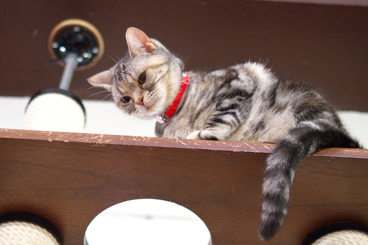 つーちゃん

#ミーシス #miysis #虹の橋支店