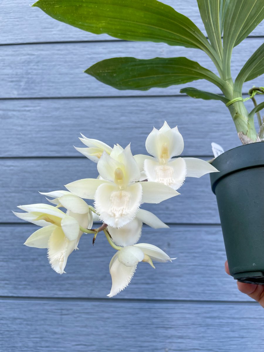 北条早雲@タケノコ蘭沼 (@chakky12031020) / Posts / X